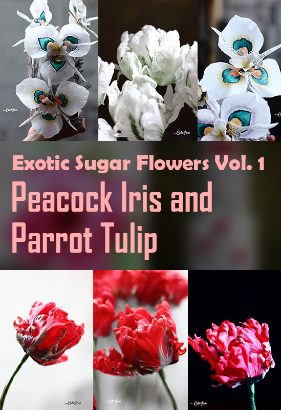 featured-img-peacock-iris-and-parrot-tulip
